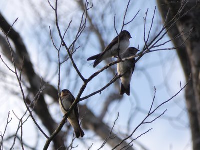 20180607 - Lake Betz - Tree Swallows