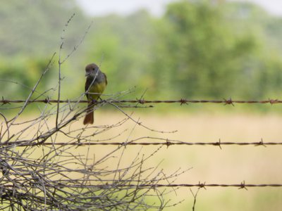 20180607 - Schenck Forest - Great Crested Flycatcher 1