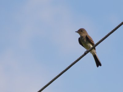 20180607 - Schenck Forest - Great Crested Flycatcher 2