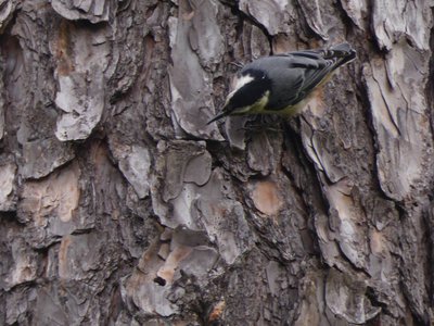 20180607 - Schenck Forest - White-breasted Nuthatch 1