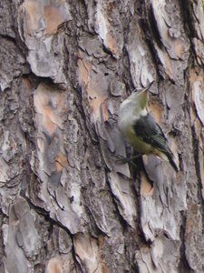 20180607 - Schenck Forest - White-breasted Nuthatch 2