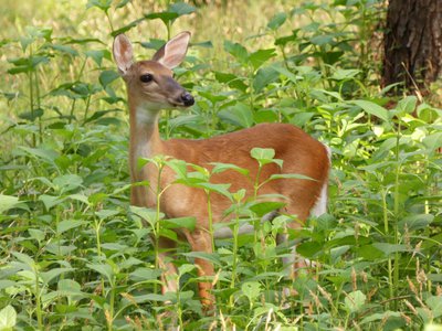 20180607 - Schenck Forest - Whitetail Deer