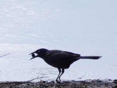 20180607 - Shelley Lake - Common Grackle