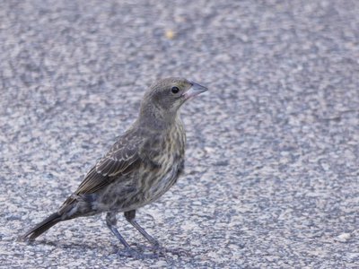 20180607 - Shelley Lake - House Finch