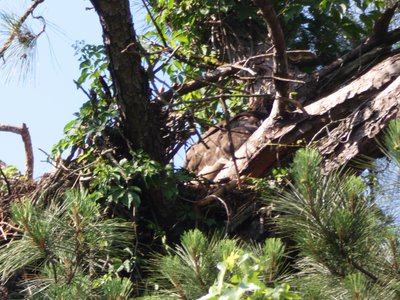 20180607 - Shelley Lake - Juvenile Bald Eagle