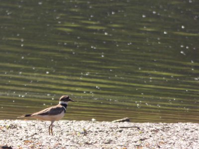 20180607 - Shelley Lake - Killdeer