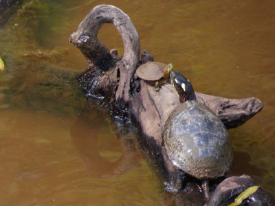 20180607 - Shelley Lake - Red-eared Slider and Yellow-bellied Slider