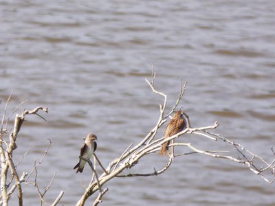 20180607 - Shelley Lake - Swallow & Song Sparrow