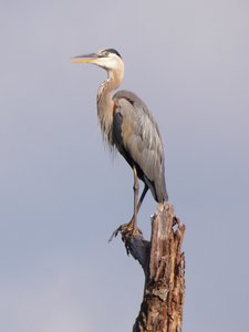 20180630 - Great Blue Heron 1