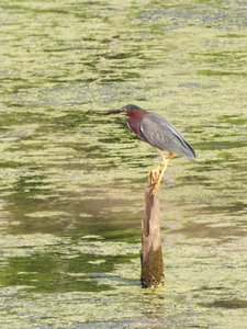 20180630 - Green Heron 1