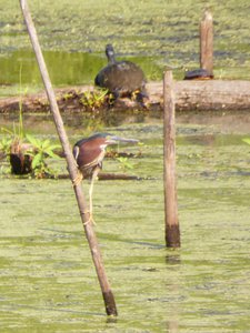 20180630 - Green Heron 2