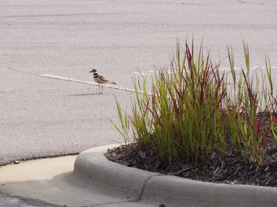 20180630 - Killdeer 1