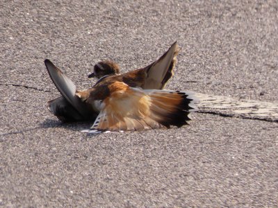 20180630 - Killdeer 2