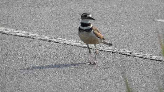 20180630 - Killdeer 3