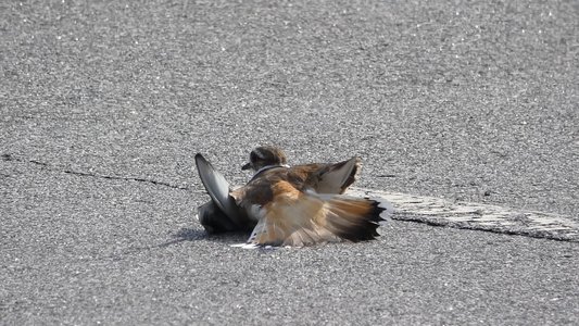 20180630 - Killdeer 4