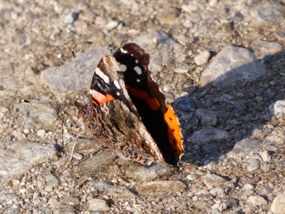 20180630 - Red Admiral 2