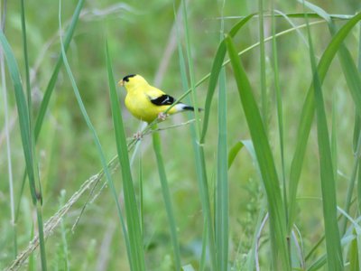 20180708 - American Goldfinch