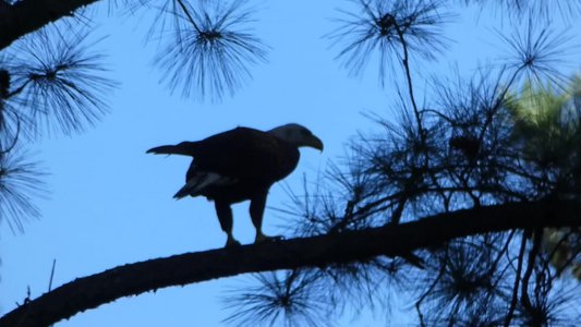 20180708 - Bald Eagle