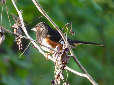 20180708 - Eastern Towhee