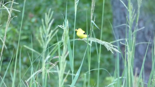 20180708 - Goldfinches