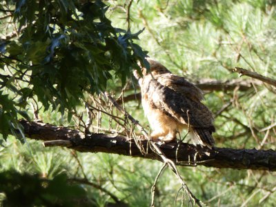 20180708 - Great Horned Owl 1