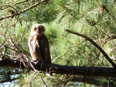 20180708 - Great Horned Owl 2