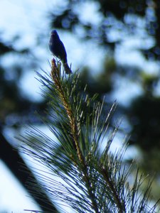 20180708 - Indigo Bunting