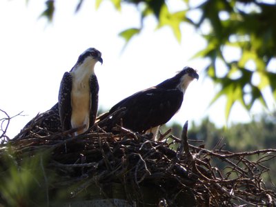 20180708 - Osprey 1