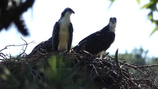 20180708 - Osprey 2