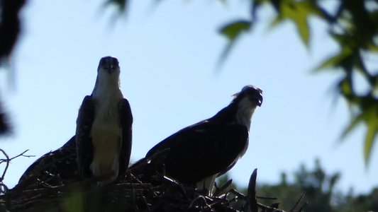 20180708 - Osprey 3