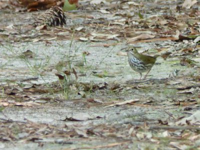 20180708 - Wood Thrush