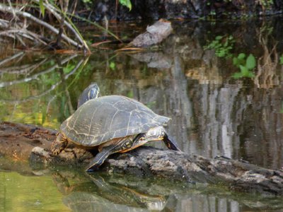 20180708 - Yellow-bellied Slider