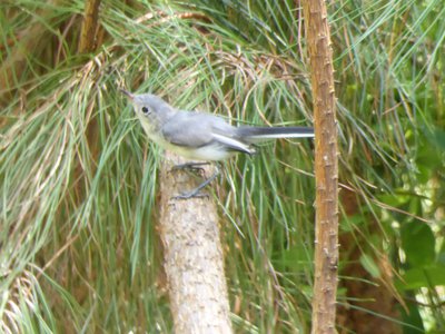 20180718 - Blue-gray Gnatcatcher