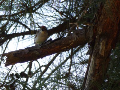 20180718 - Chipping Sparrow