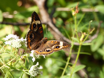 20180718 - Common Buckeye