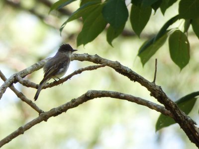 20180718 - Eastern Kingbird 1