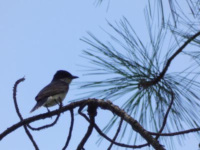 20180718 - Eastern Kingbird 2