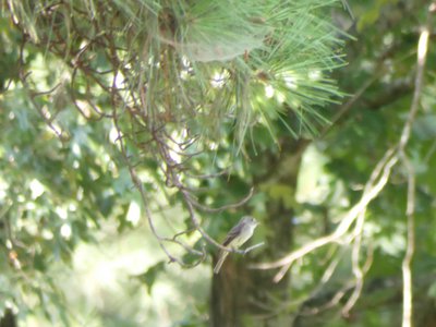 20180718 - Great Crested Flycatcher