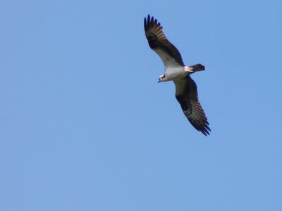 20180718 - Osprey 1