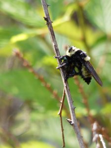 20180718 - Robber Fly 1