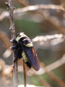 20180718 - Robber Fly 2