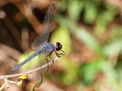 20180718 - Slaty Skimmer