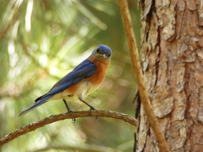 20180719 - Eastern Bluebird 1