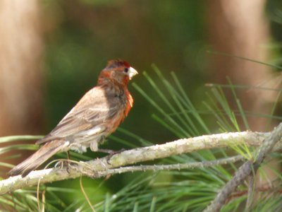 20180719 - House Finch