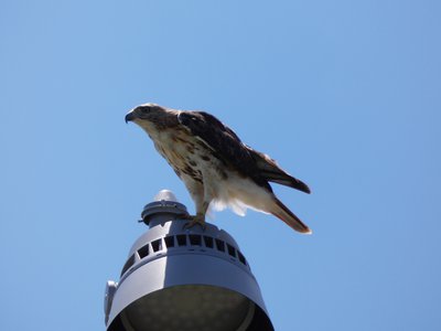 20180719 - Red-tailed Hawk 1