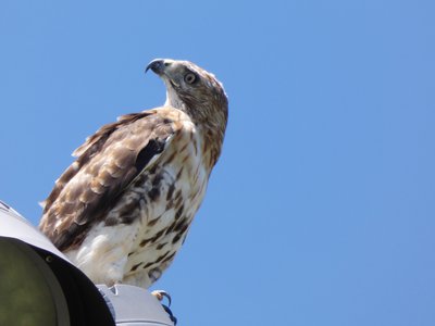 20180719 - Red-tailed Hawk 2