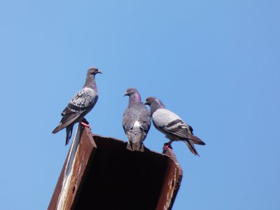 20180719 - Rock Pigeon 2