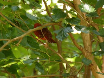 20180719 - Summer Tanager