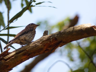 20180719 - Thrush