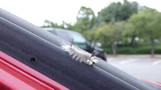 20180923 - Banded Tussock Moth Caterpillar 2